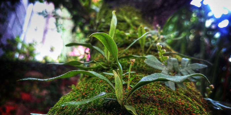 从图腾到赛博空间：飞鱼艺术在概念设计中的演变与重生