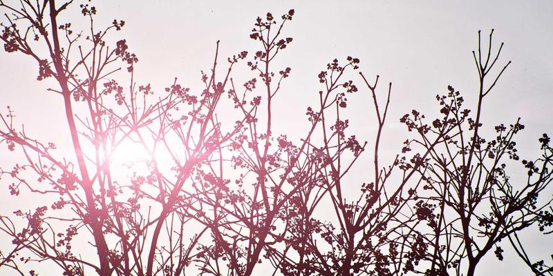 数字艺术新浪潮：当代艺术家如何以飞鱼为灵感创作惊艳作品