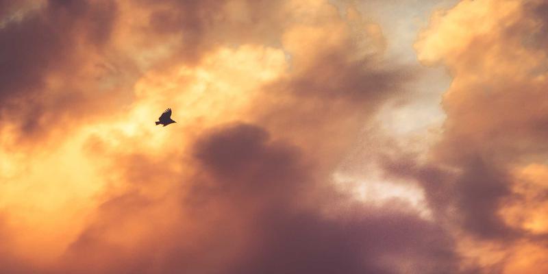 飞鱼艺术3：概念设计与数字艺术的未来交响曲