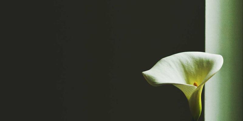 飞鱼艺术符号与赛博朋克美学的融合：品牌视觉识别系统的创新设计之道