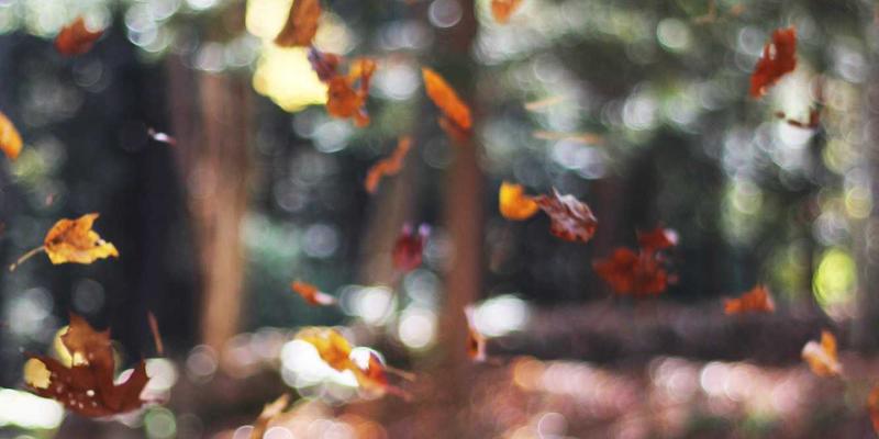 飞鱼艺术：让灵动插画点亮现代家居的搭配艺术与创作灵感